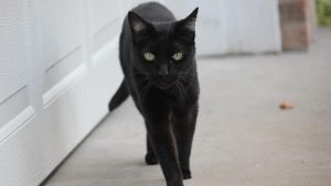 Makna Kedatangan Kucing ke Rumah dalam Islam, Pertanda Baik atau Buruk?