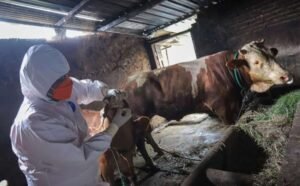 Thailand Catat Kematian Akibat Antraks Setelah 30 Tahun