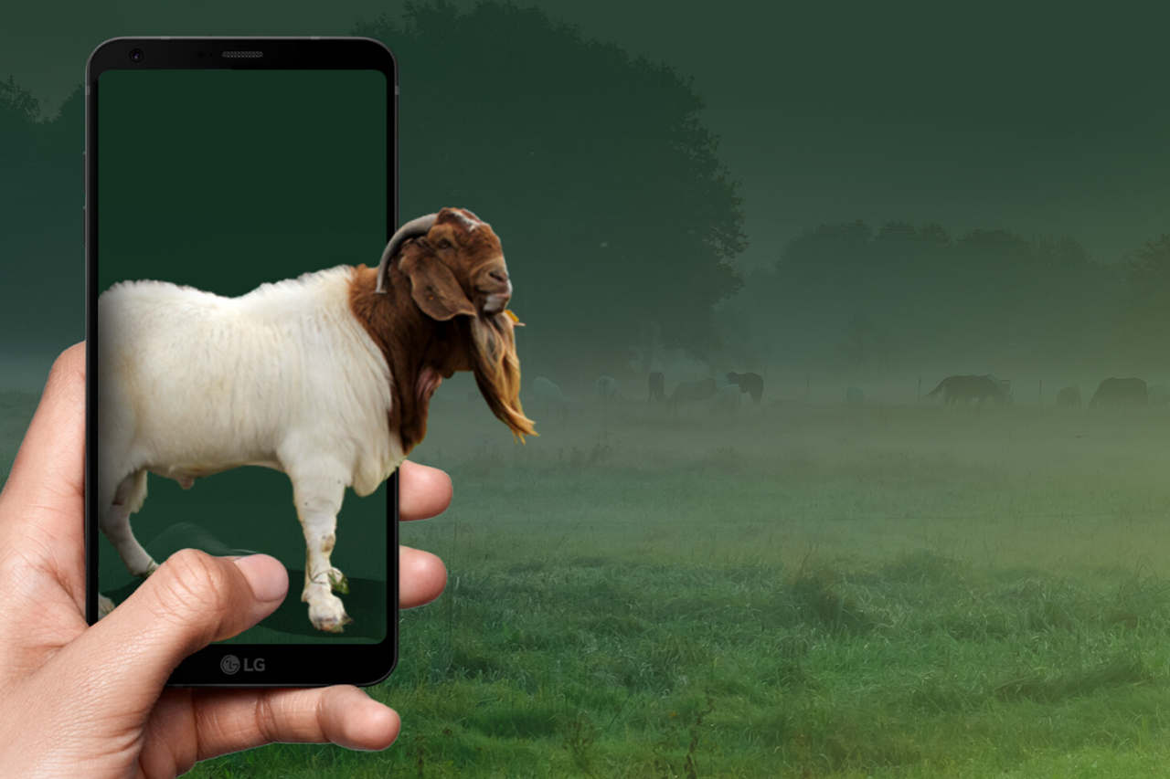 Qurban Online: Memudahkan Ibadah di Era Digital